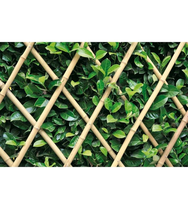 traliccio bamboo cm 150x180h