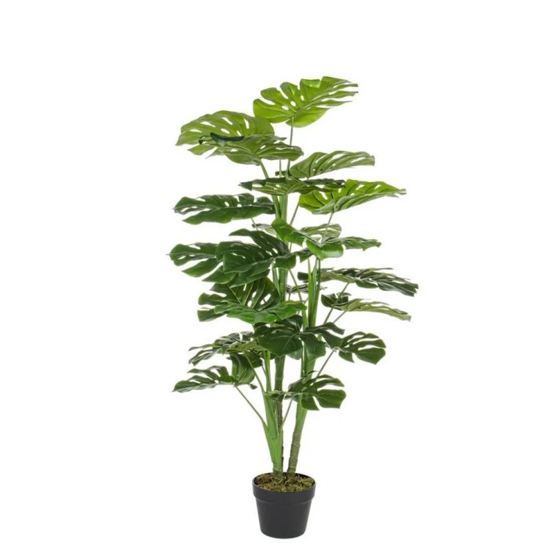 Pianta filodendro h120 cm c-vaso 60x60