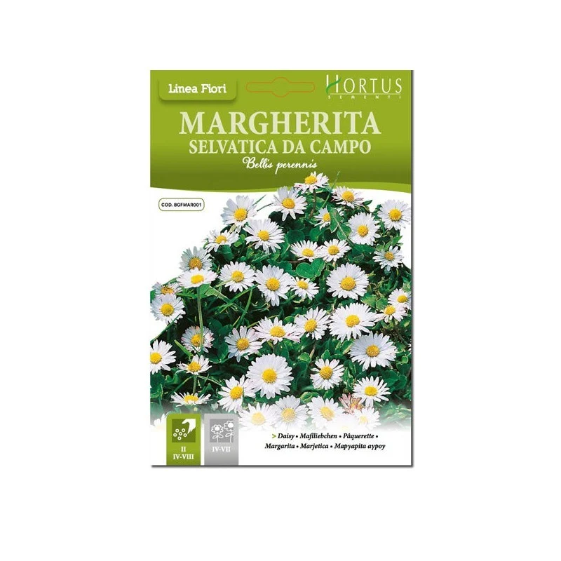 Margherita Selvatica da campo DB