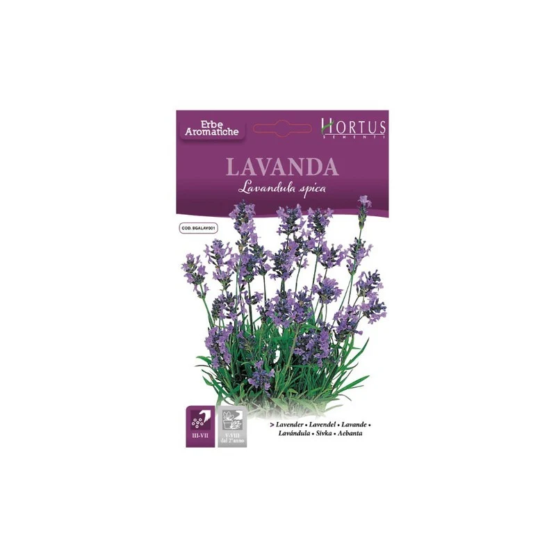 Lavanda DB