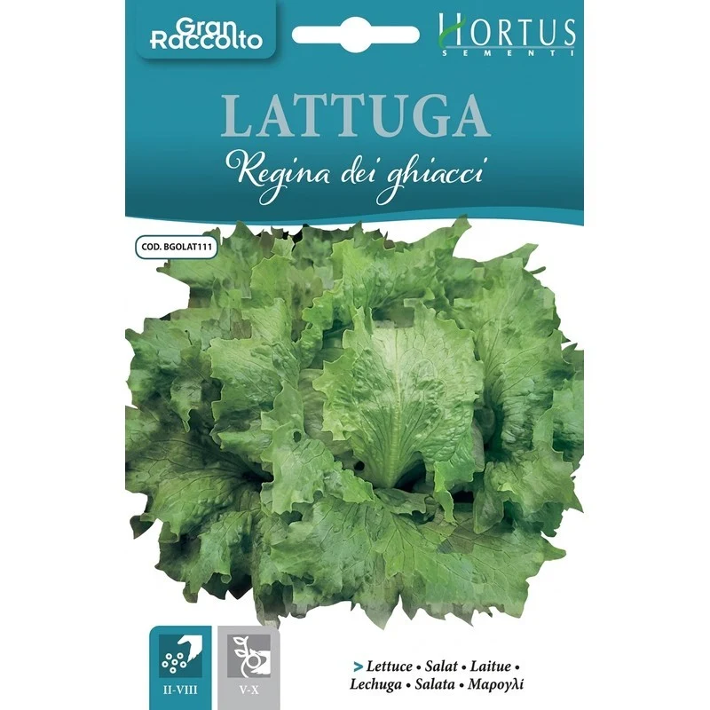 Lattuga Regina dei Ghiacci Gran Raccolto