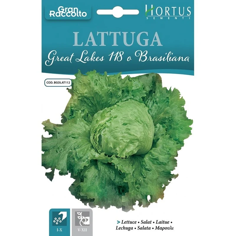 Lattuga Great Lakes 118 Brasiliana Gran Raccolto