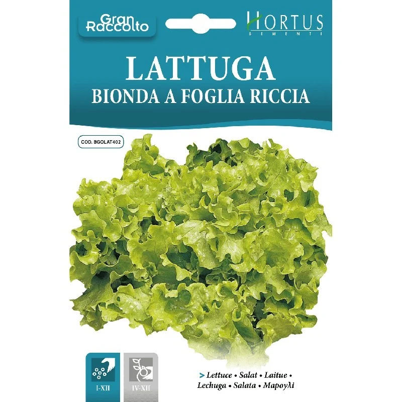 Lattuga Bionda a foglia riccia Gran Raccolto