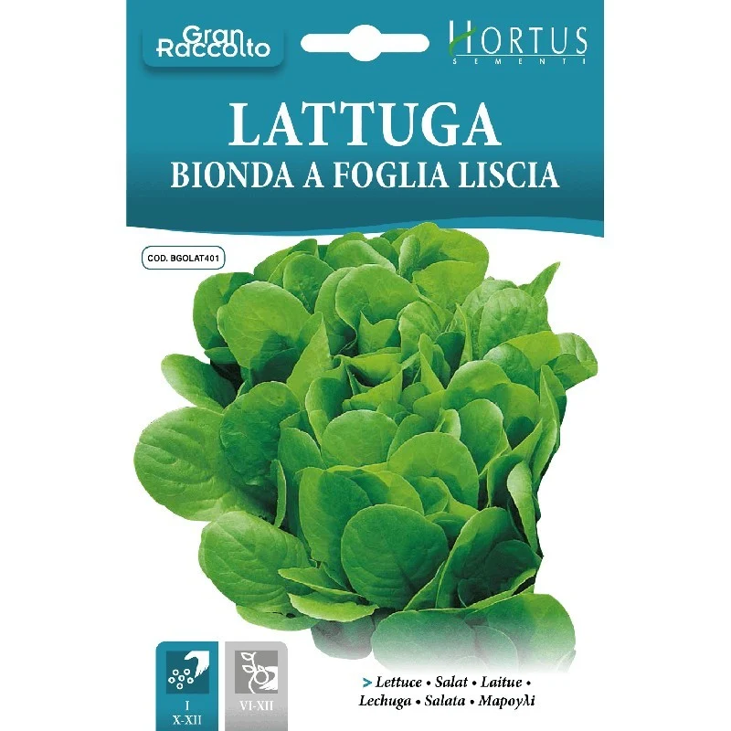 Lattuga Bionda a foglia liscia Gran Raccolto