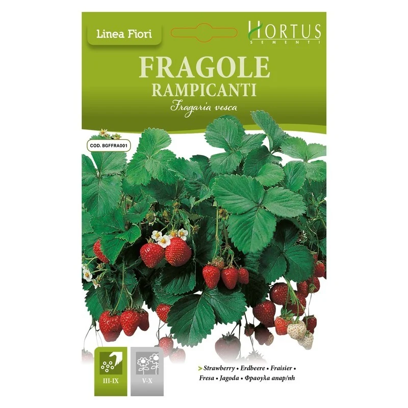 Fragole Rampicanti DB
