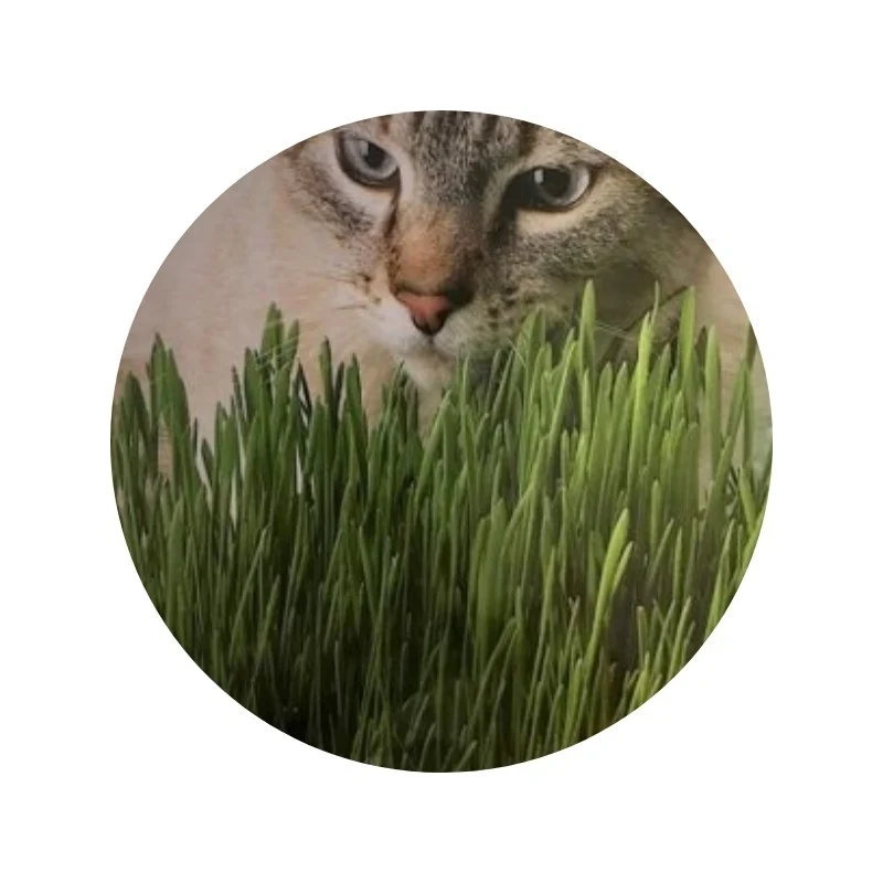 Erba dei gatti AQ