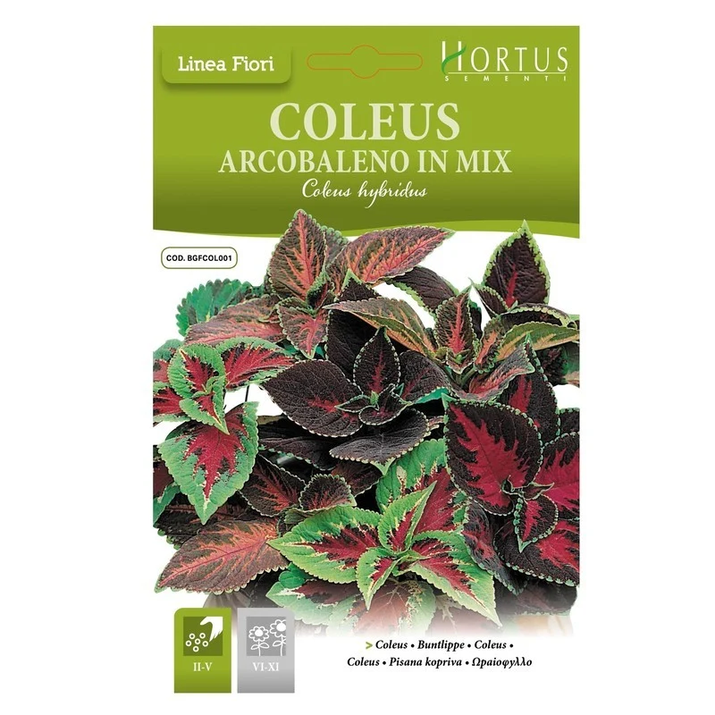 Coleus Arcobaleno mix DB