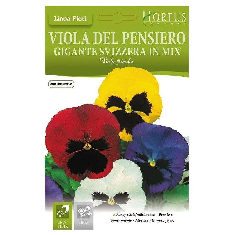 Violadel Pensiero Gigante Svizzera mix DB