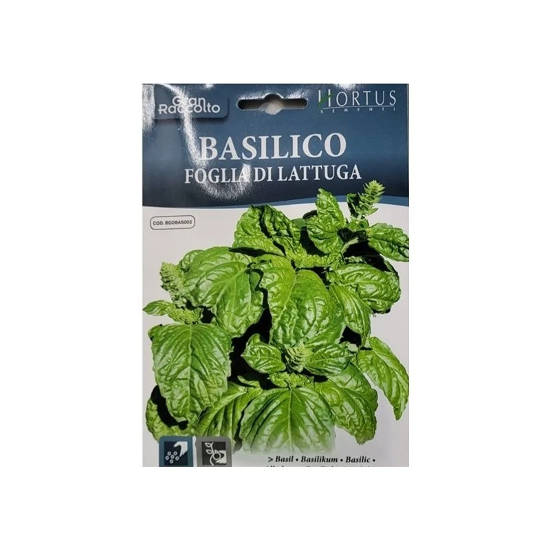 Basilico foglia di lattuga Gran Raccolto