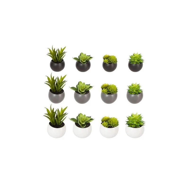Pianta grassa D6 cm con vaso magnetico
