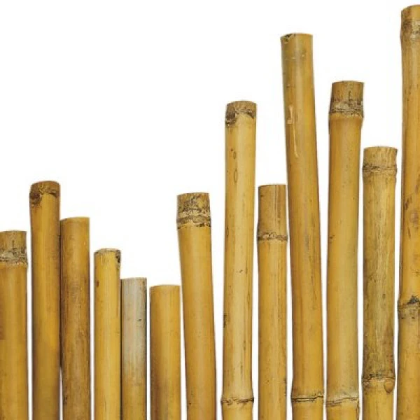 Canne in bambù pieno per sostegno piante Ø 2,2-2,4 cm h 180 cm